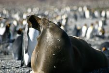 Seal Yawning On The Beach Full Of Penguins Stock Images Seal Yawning On The Beach Full Of Penguins Stock Images