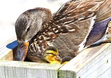 Mallard With Ducklings Stock Image