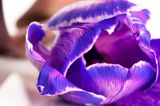Violet Tulip Isolated Royalty Free Stock Photos Violet Tulip Isolated Royalty Free Stock Photos