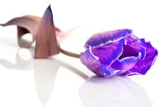 Violet Tulip Isolated Stock Photos Violet Tulip Isolated Stock Photos