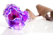 Violet Tulip Isolated Royalty Free Stock Photography Violet Tulip Isolated Royalty Free Stock Photography