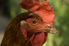 Chicken Royalty Free Stock Photos Chicken Royalty Free Stock Photos