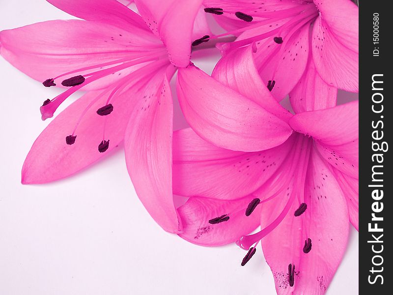 Beautiful soft,vibrant pink flowers. Beautiful soft,vibrant pink flowers