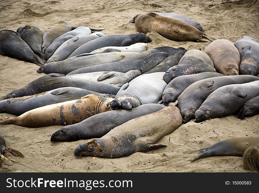 Male sea lion at the beach