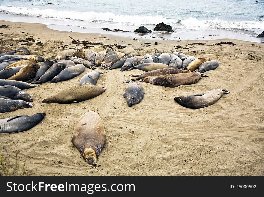 Male Sea Lions At The Beach