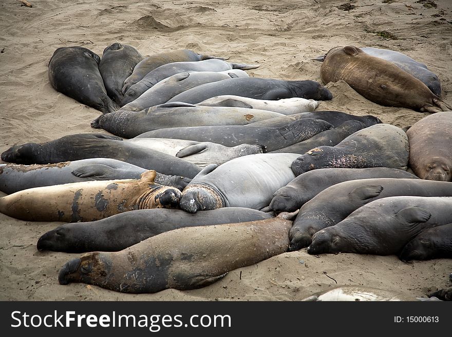 Male sealion at the beach