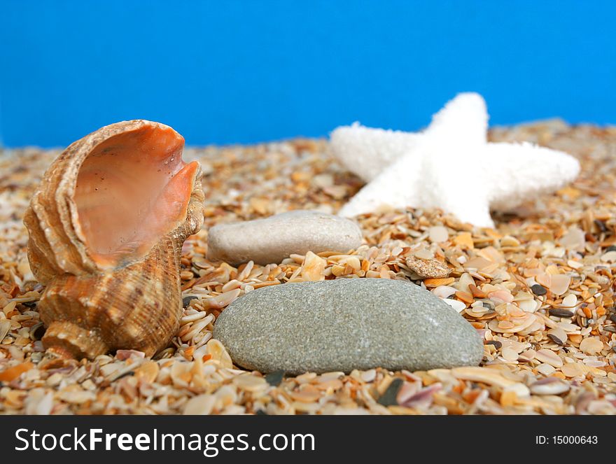 Stones and cockleshell on sand