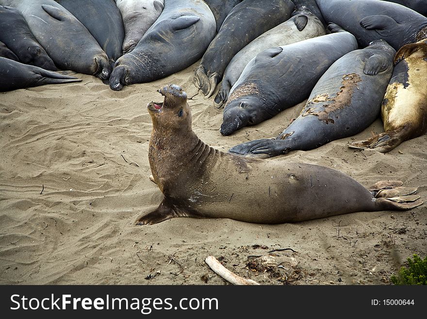 Male sealion at the beach