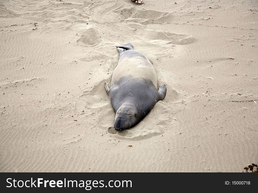 Male Sealion At The Beach