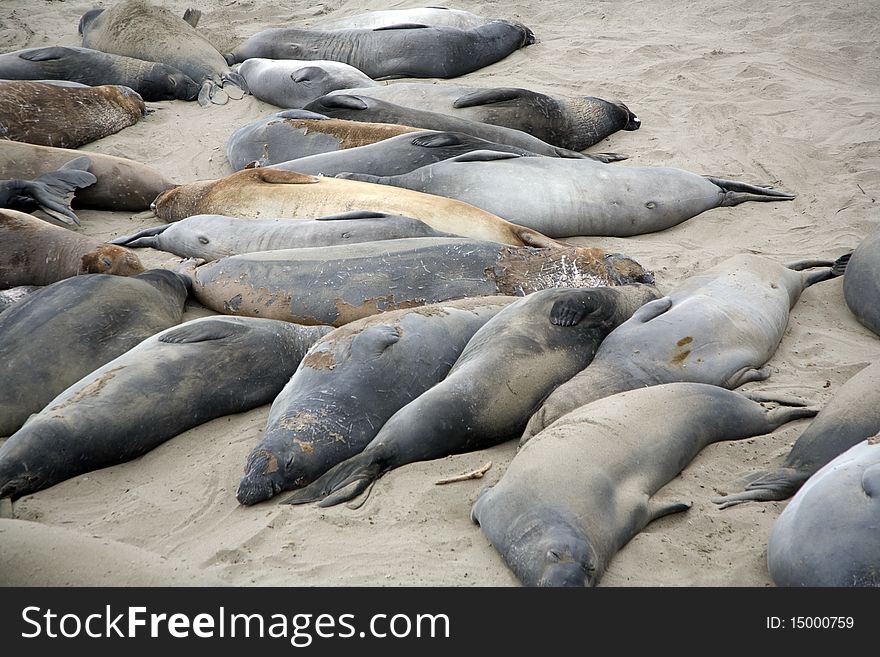 Male sealion at the beach