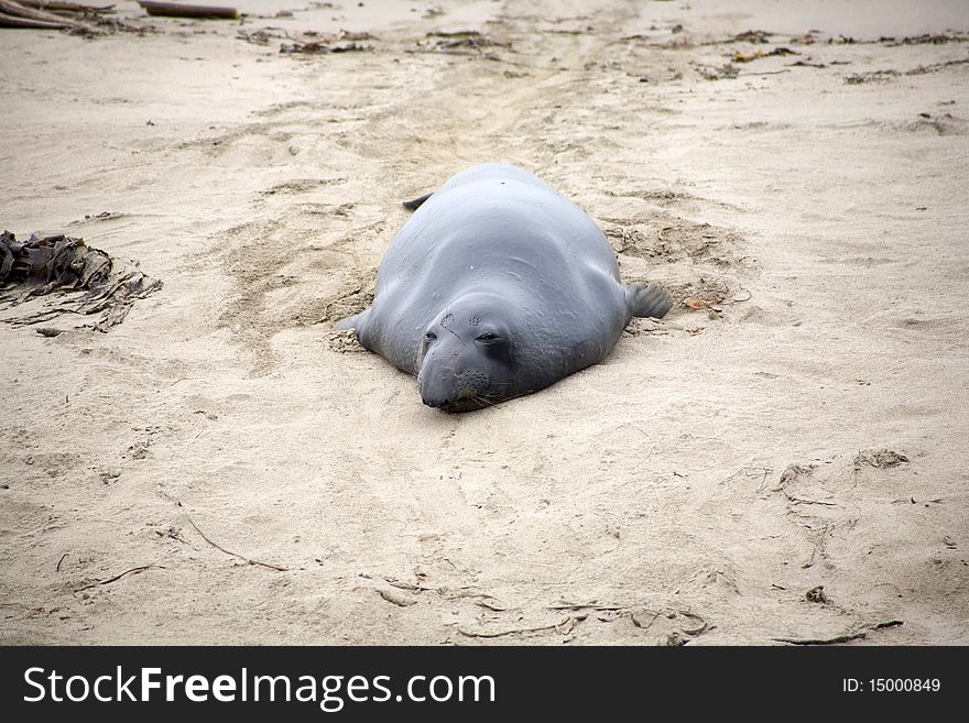 Male Sealion At The Beach