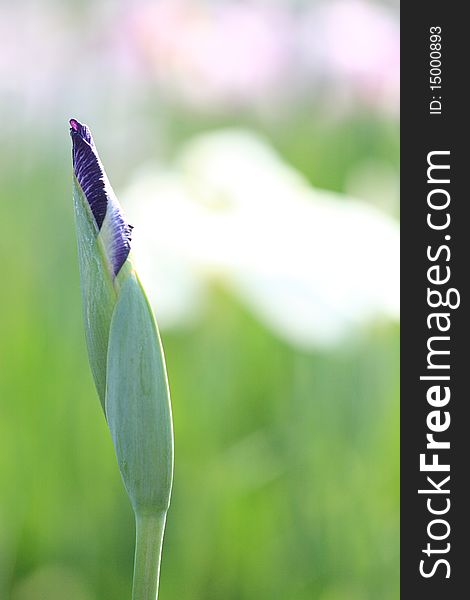 Bud of Blue Iris at Koiwa, Tokyo, Japan