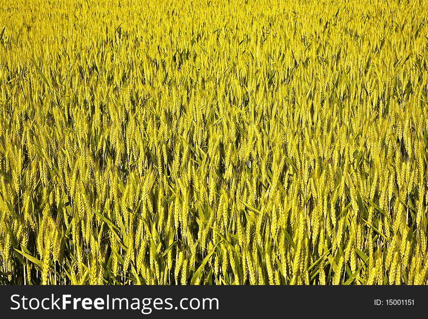 Spica of corn in the field in beautiful light