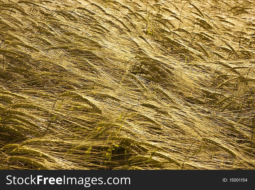 Spica of corn in the field in beautiful light