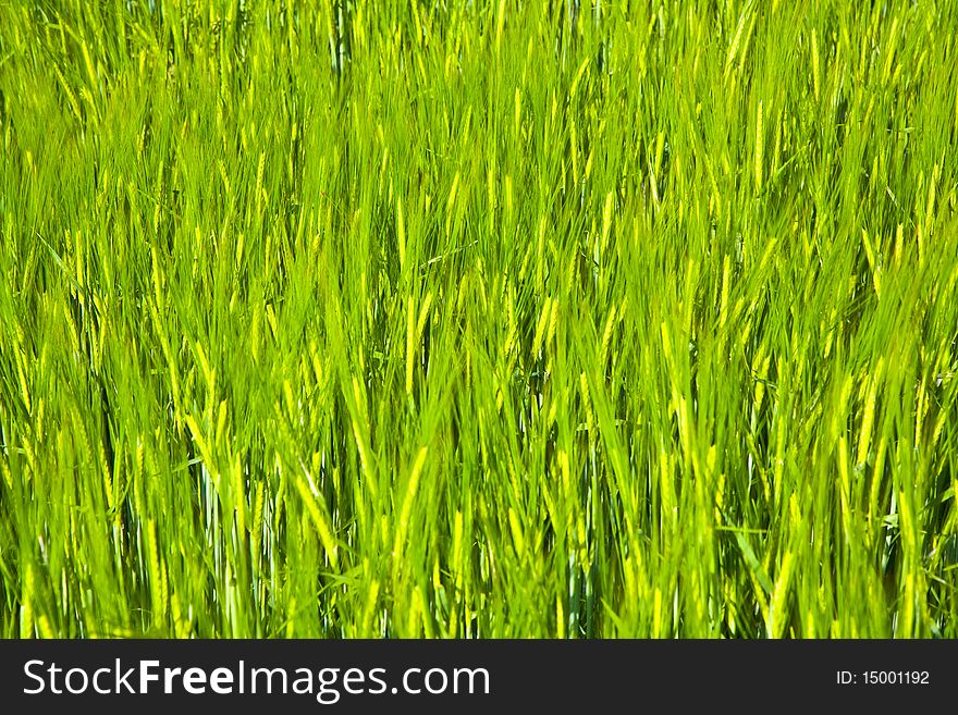 Spica of corn in the field in beautiful light