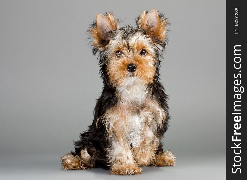 Yorkshire Terrier puppy on a gray background. Not isolated.