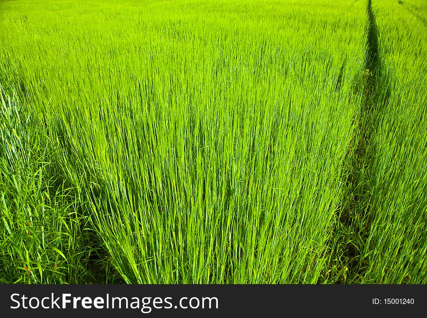 Beautiful corn field with spica and harmonic structure. Beautiful corn field with spica and harmonic structure