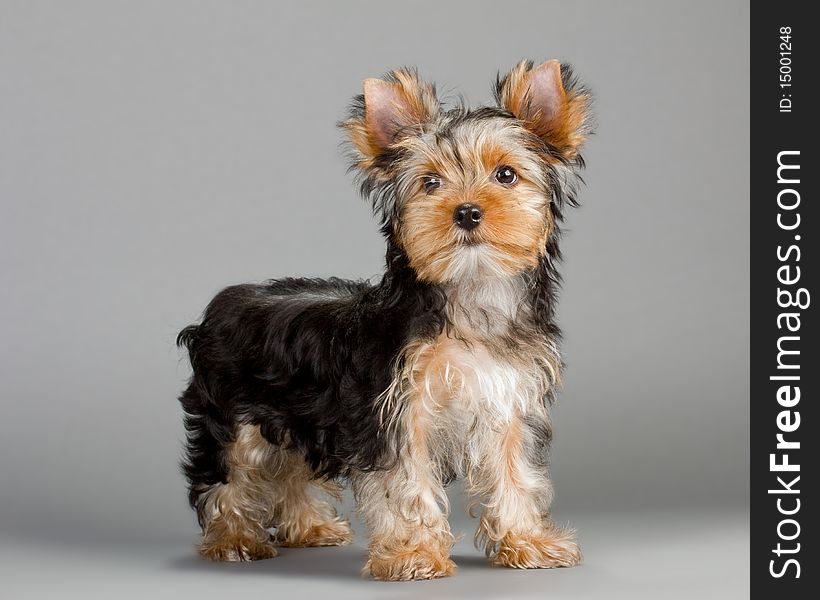 Yorkshire Terrier puppy, on a gray background. Not isolated.