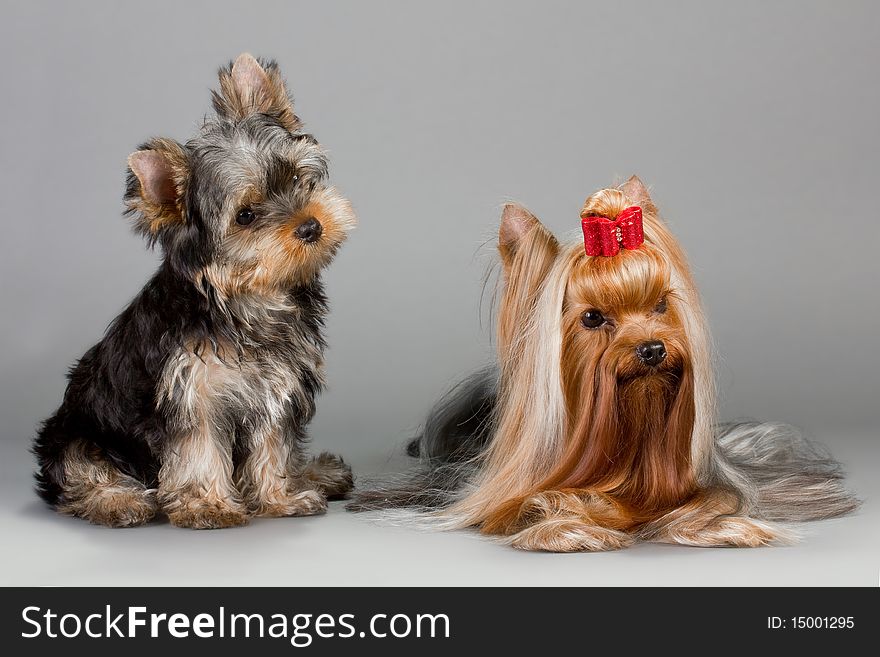 Father and son Yorkshire terrier sitting on a gray background. Not isolated.