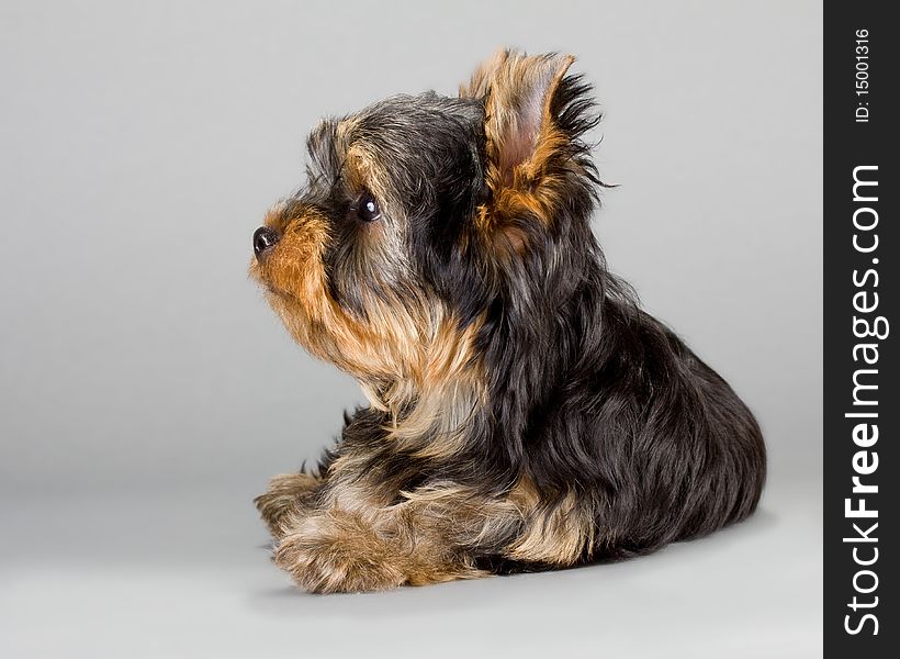Yorkshire Terrier puppie, lying on a gray background. Not isolated.