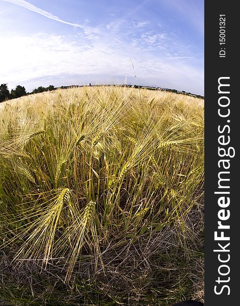 Spica of wheat in corn field