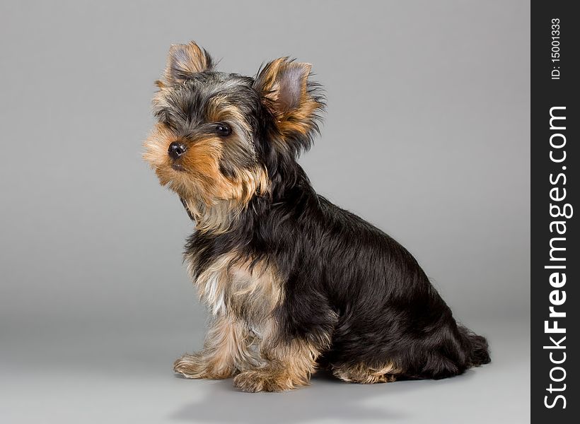 Yorkshire Terrier puppie, sitting on a gray background. Not isolated.