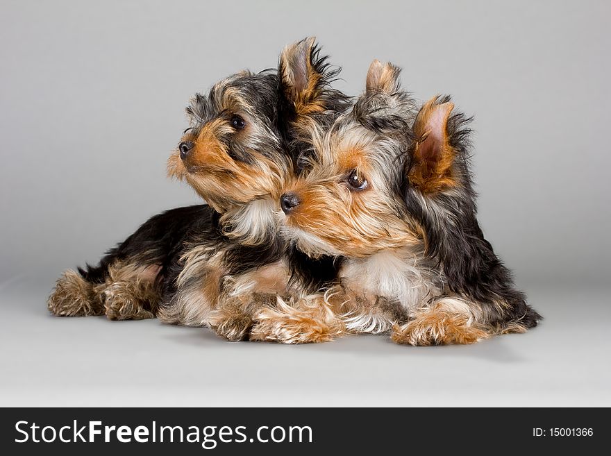 Yorkshire Terrier puppies, lying on a gray background. Not isolated.