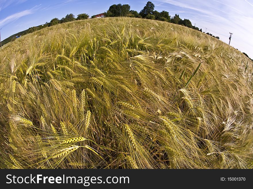 Spica of wheat in corn field