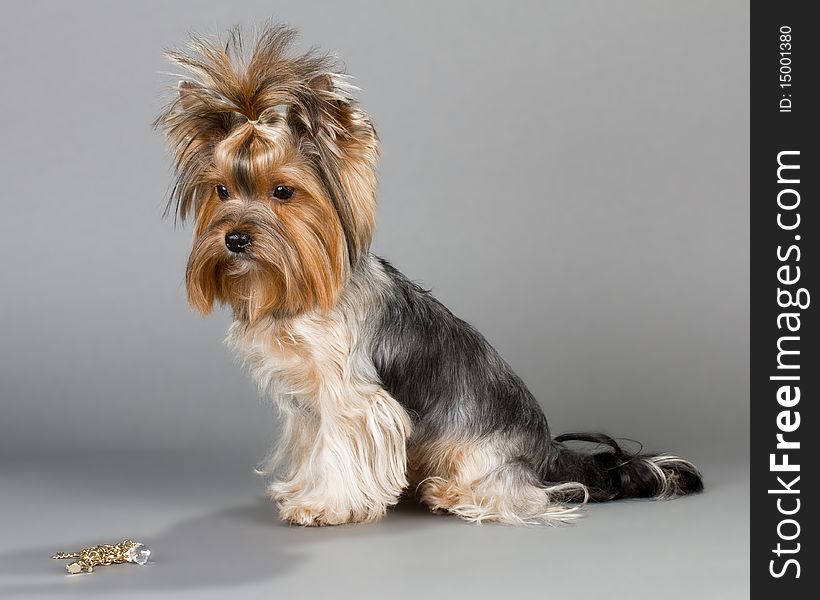 Female Yorkshire terrier sitting on a gray background. Not isolated.
