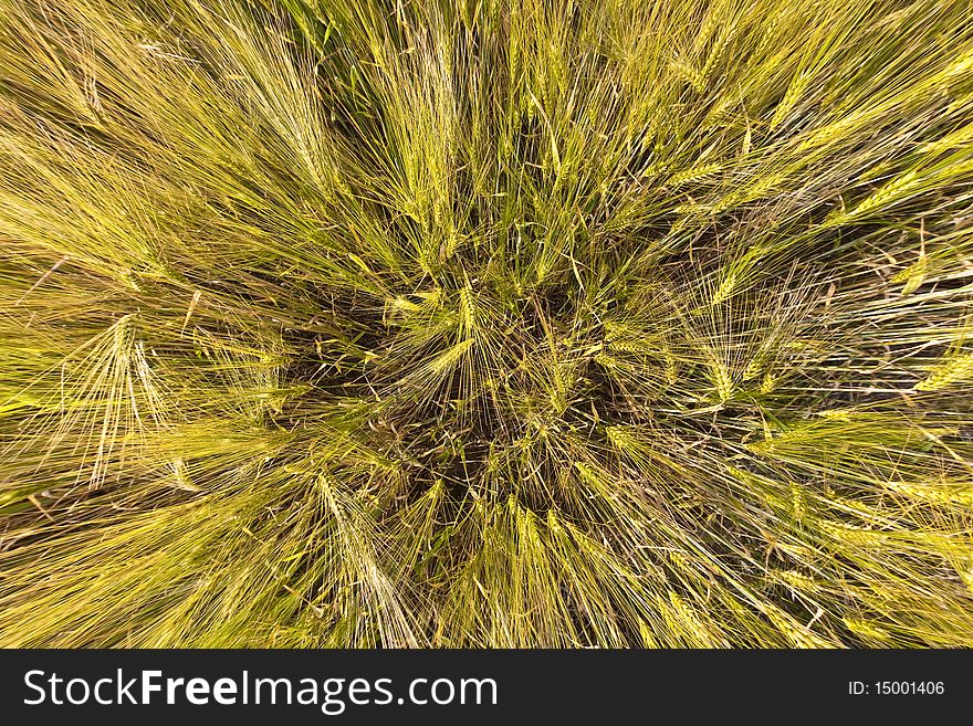 Spica of wheat in corn field