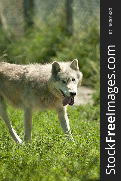 Timber wolf in captivity - shot through zoo fencing. Timber wolf in captivity - shot through zoo fencing