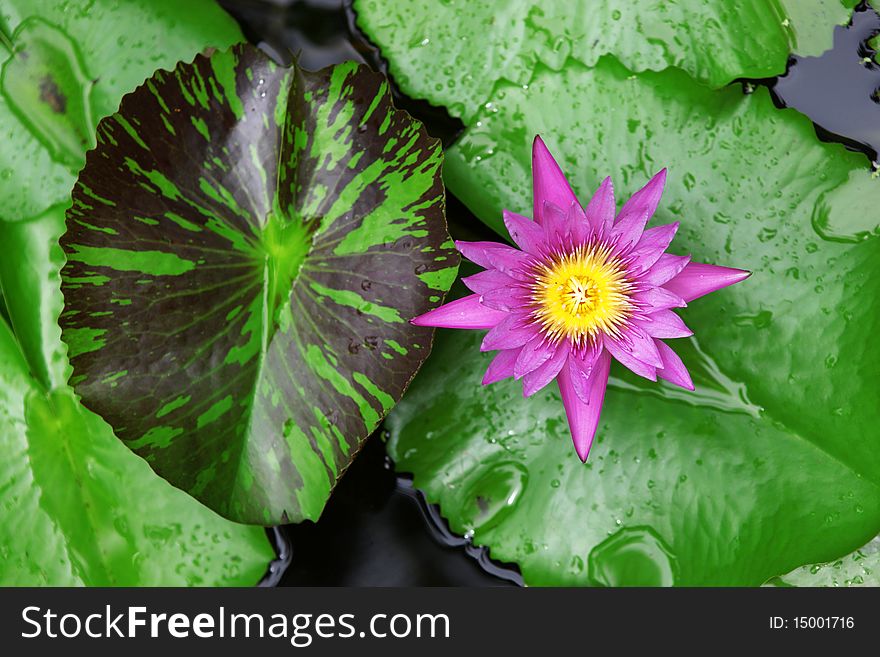 A lotus blossom floating in a pool covered with lily pads. A lotus blossom floating in a pool covered with lily pads