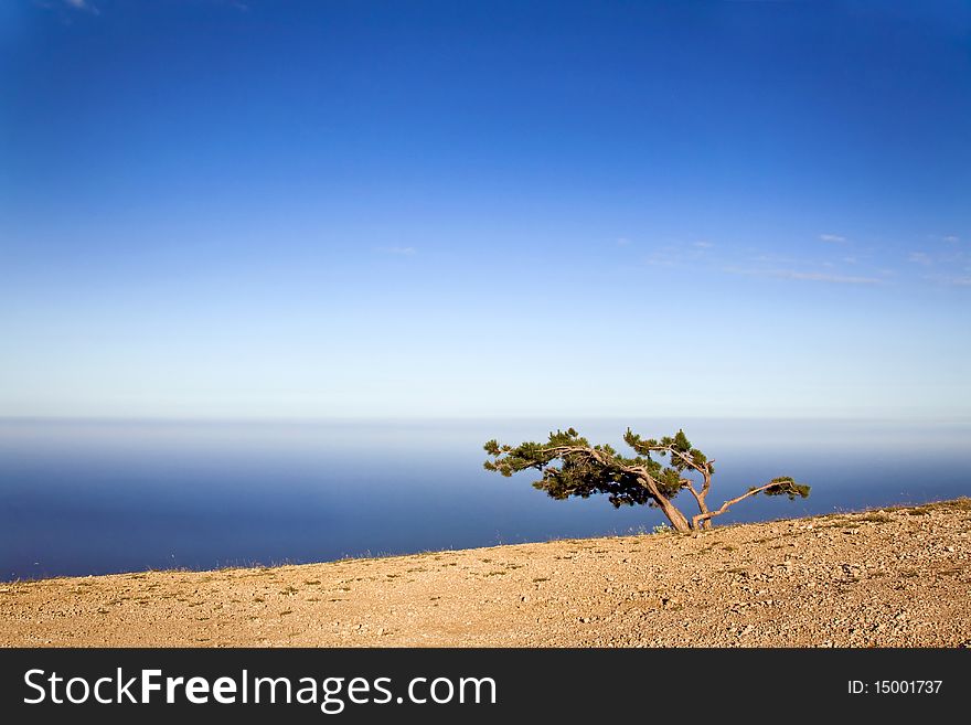 Lonely tree on a cliff