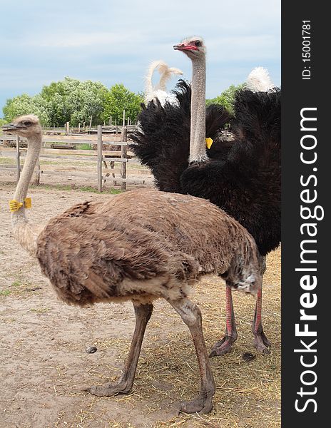 Ostrich couple. Ostrich farm. Ukraine