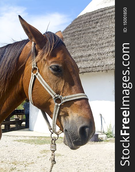 First floor of a horse tied to the fence