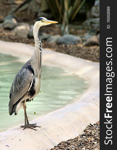 A tall heron standing at the water's edge at the zoo. A tall heron standing at the water's edge at the zoo