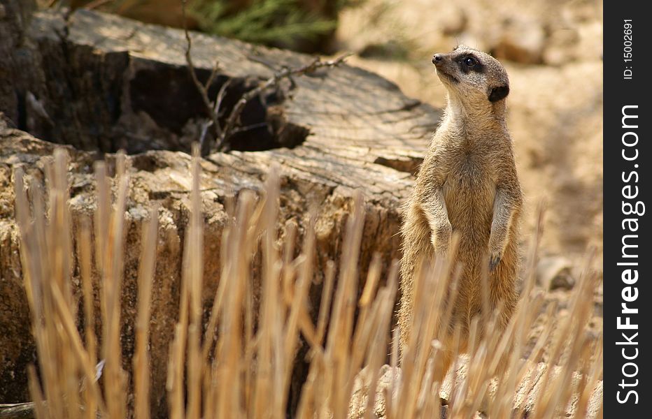 Cute meerkat at the zoo. Cute meerkat at the zoo