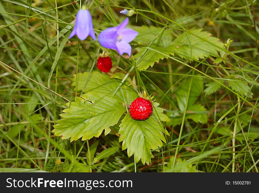 Wild strawberry on green grass