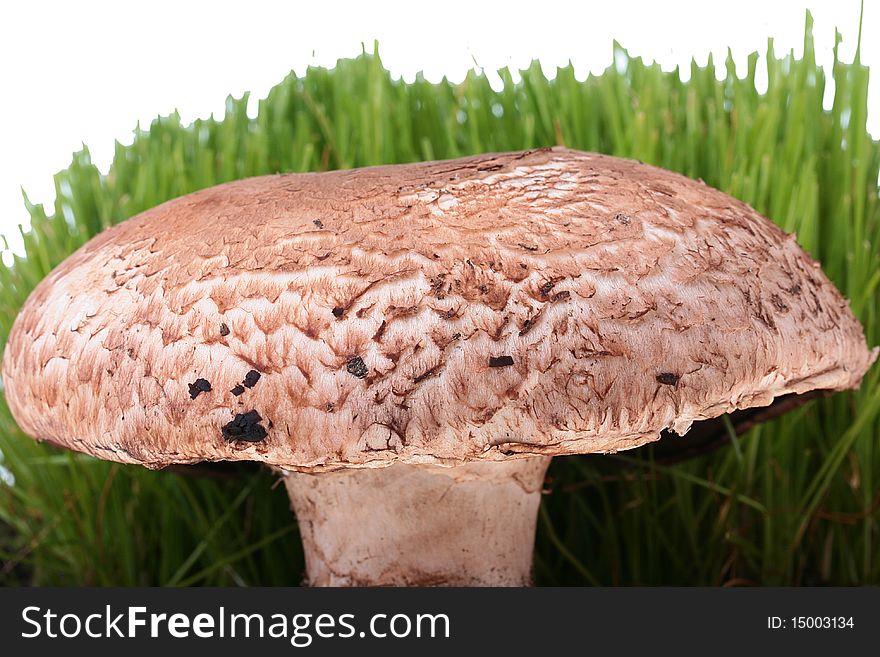 The big mushroom in focus, on a back background a grass.