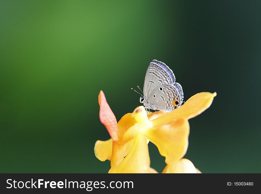 A small butterfly on yellow orchid against green background
