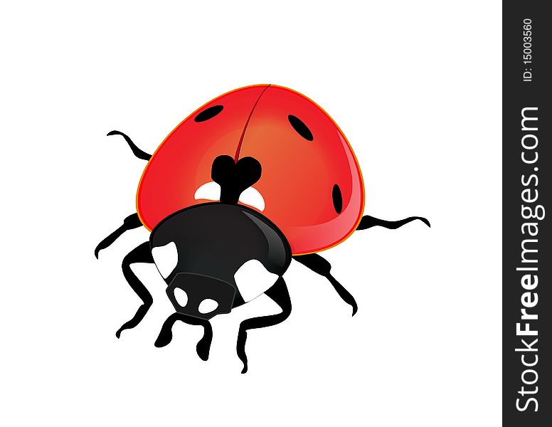 Vector ladybird on a white background