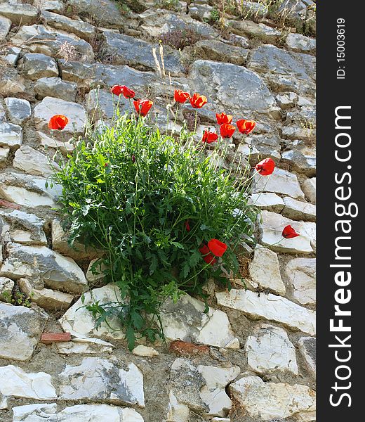 Poppies on walls of ancient Berat, Albania. Poppies on walls of ancient Berat, Albania