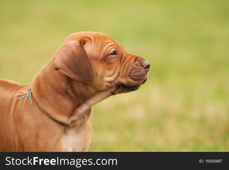 A cute little brown nosed ( Livernose ) Rhodesian Ridgeback puppy with nice expression in head is watching other puppies in garden. A cute little brown nosed ( Livernose ) Rhodesian Ridgeback puppy with nice expression in head is watching other puppies in garden.