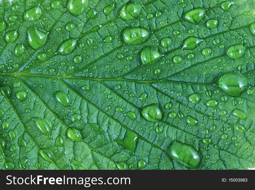 A leaf with water drops