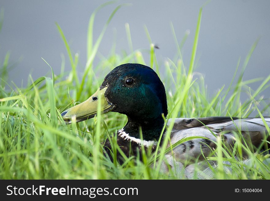 The duck sits in a green grass