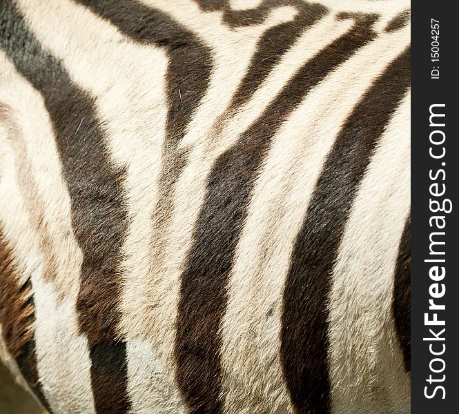 Zebra black and white stripes