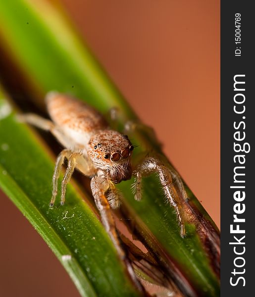 Jumping spider hanging out on a leaf. Jumping spider hanging out on a leaf.