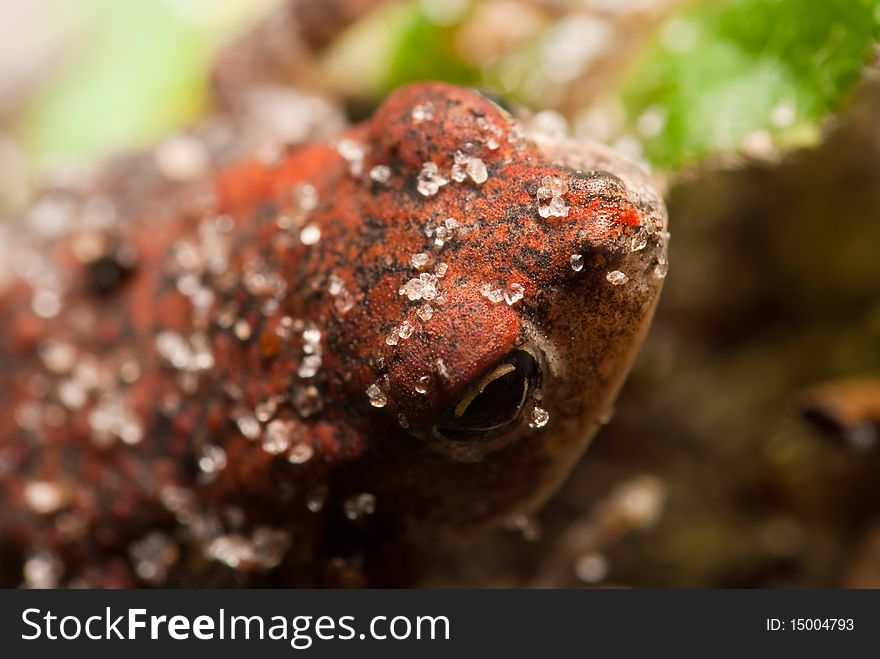 Sand Covered Toad