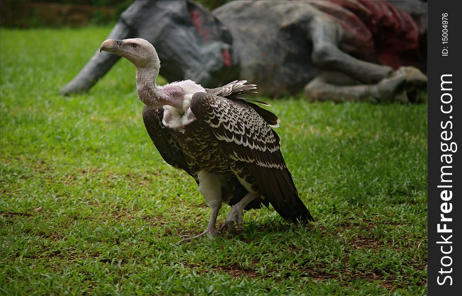 One of the Old World vultures, this White-backed Vulture (Gyps africanus) was part of the Birds of Prey Show at the Jurong Bird Park in Singapore.