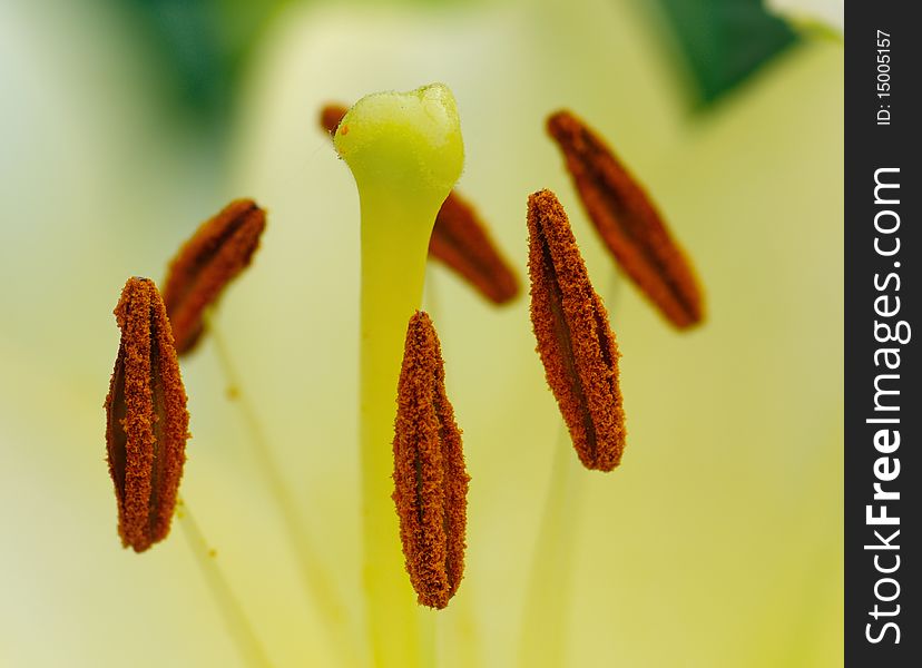 Stamens And Pistil Of  White Lily